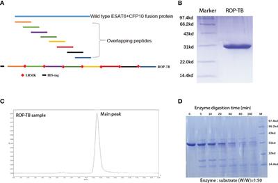 In Vitro and In Vivo Antigen Presentation and Diagnosis Development of Recombinant Overlapping Peptides Corresponding to Mtb ESAT-6/CFP-10